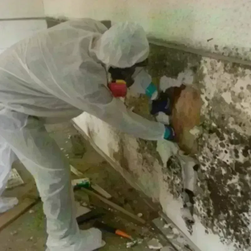 Mold Remediation and Removal in Lincoln County, OR